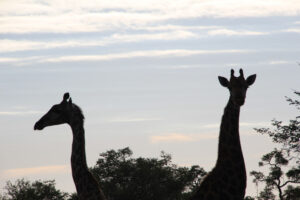Big H.A.R.T Adventures - Limpopo Valley