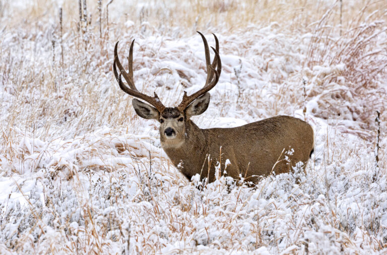 Mule deer in a snowy field
