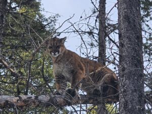 Royal Tine Outfitters