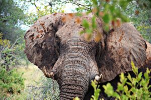 Kruger National Park
