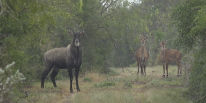Laguna Atascosa NWR