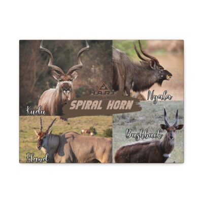 Spiral Horn H.A.R.T Challenge Shot Board