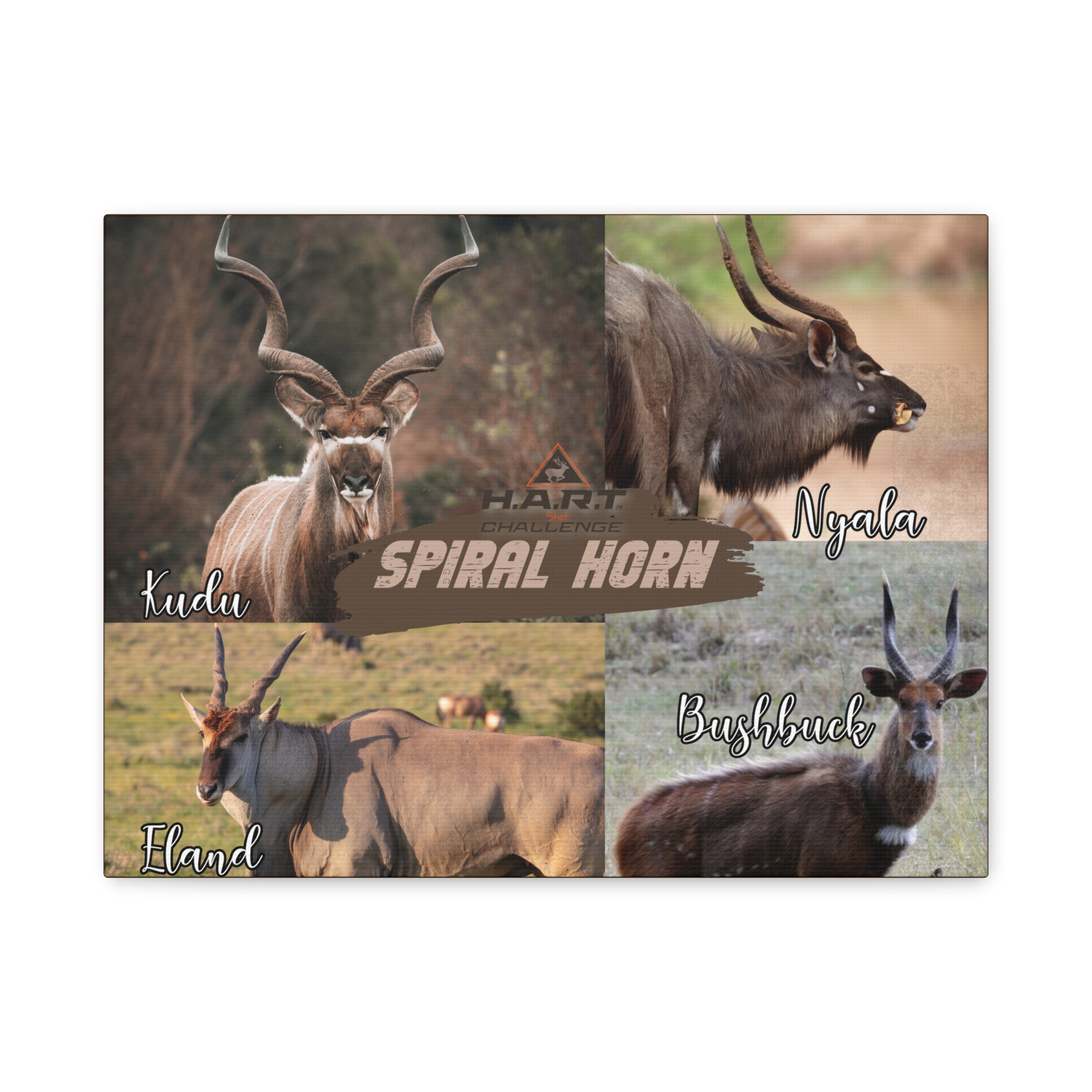 Spiral Horn H.A.R.T Challenge Shot Board