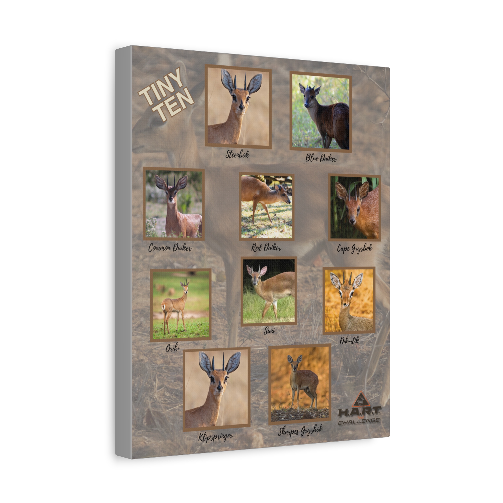 Tiny Ten H.A.R.T Challenge Shot Board - Image 2