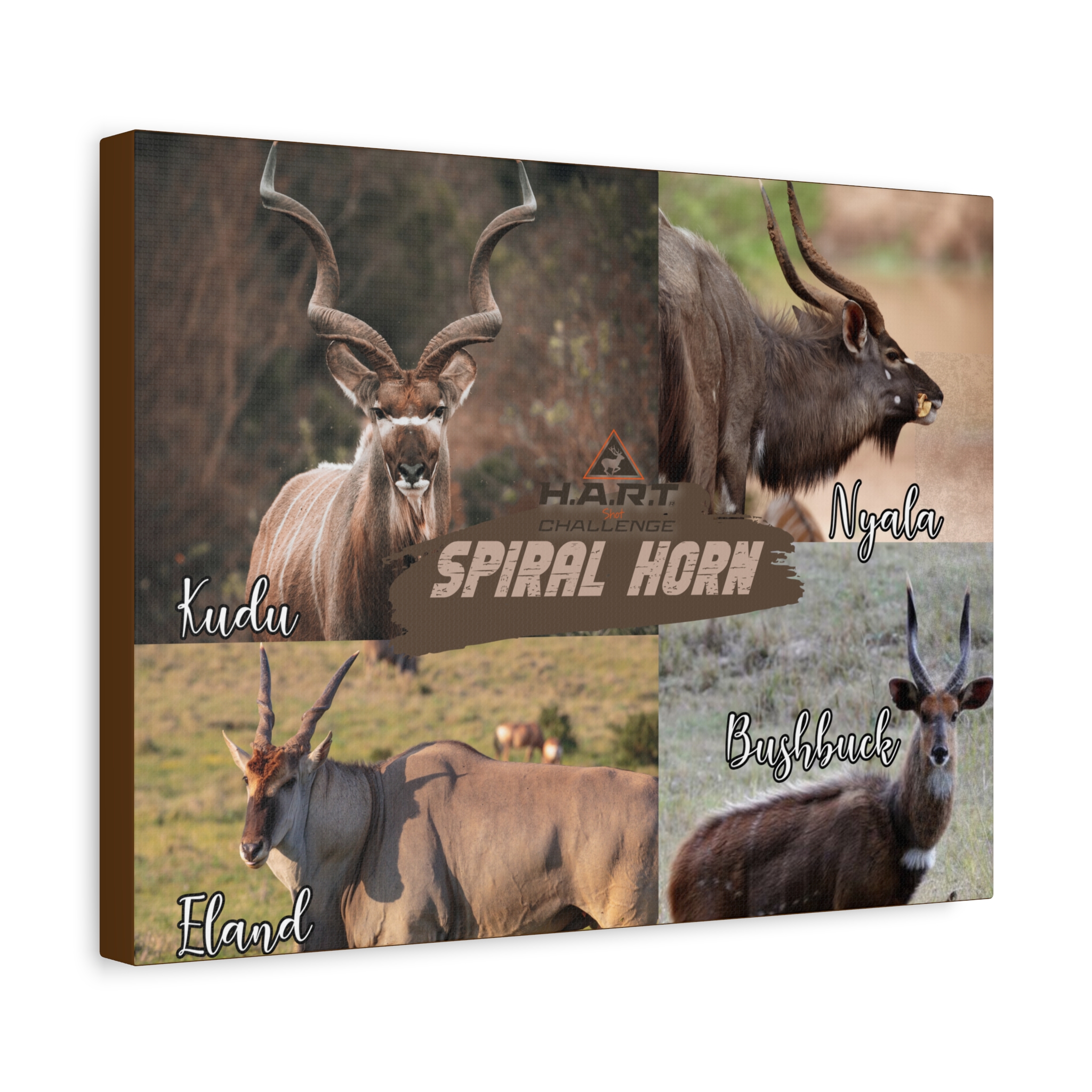 Spiral Horn H.A.R.T Challenge Shot Board - Image 2