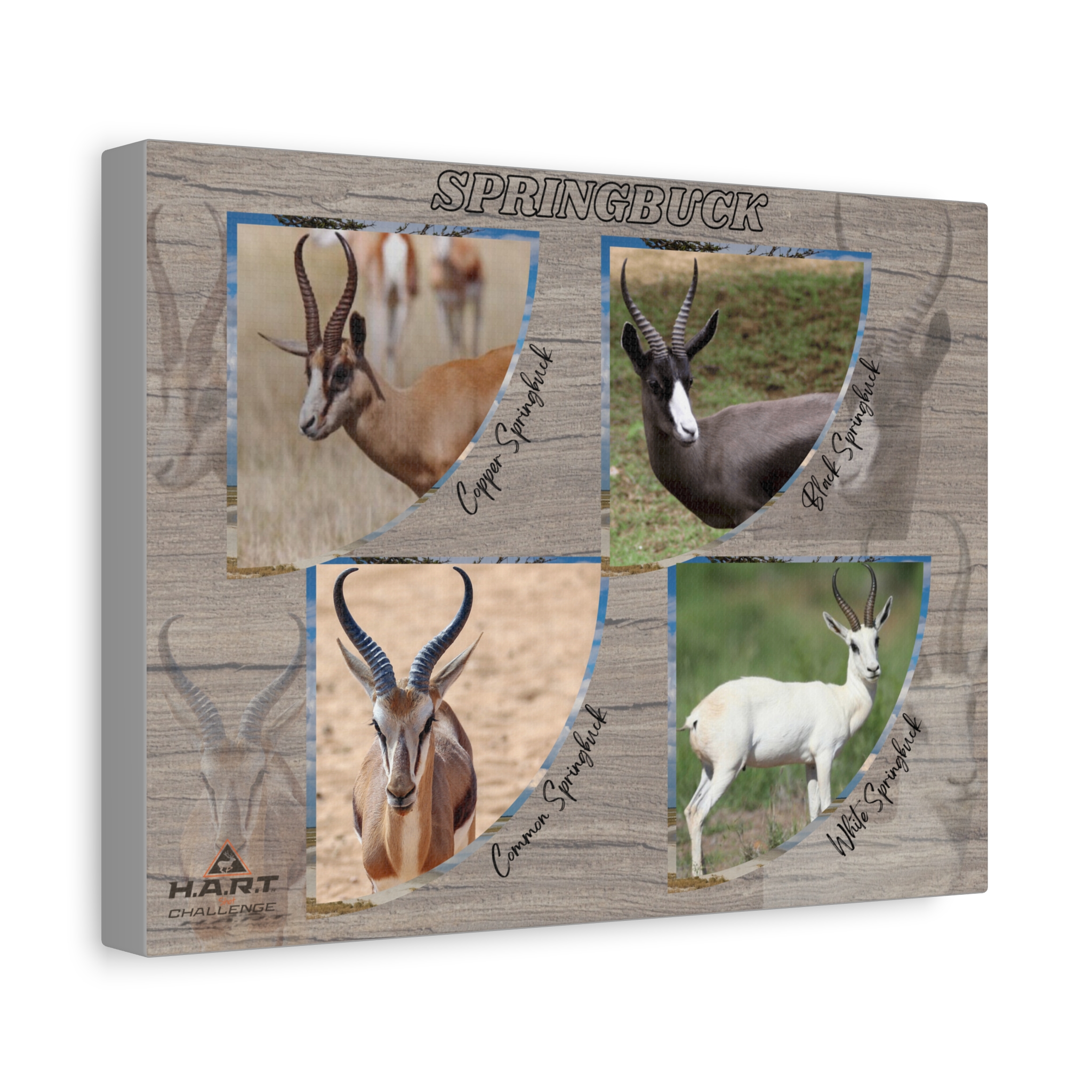 Springbuck H.A.R.T Challenge Shot Board - Image 2