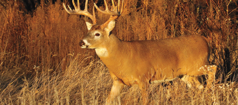 North American Whitetail 50
