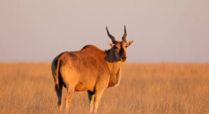 Spiral Horn H.A.R.T Challenge