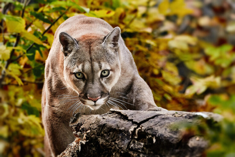 North American Mountain Lion 15