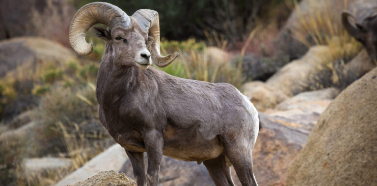 North American Alpine
