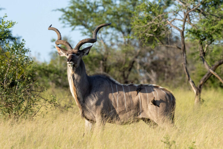 Kudu