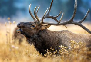 U.S. Elk 25 H.A.R.T Challenge