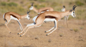 Springbok H.A.R.T Challenge